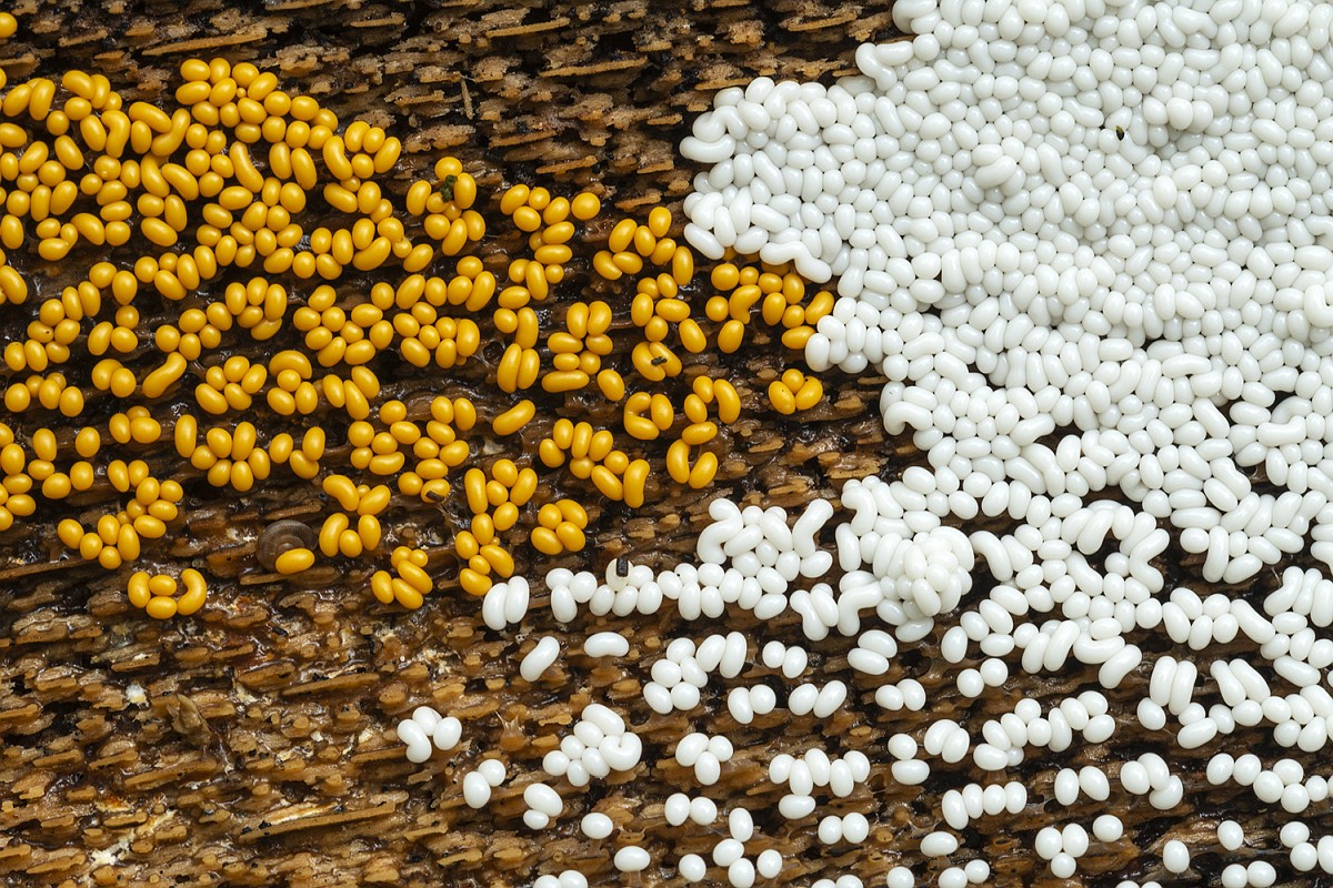 Onlayn orgazm uchun jojani bexosdan